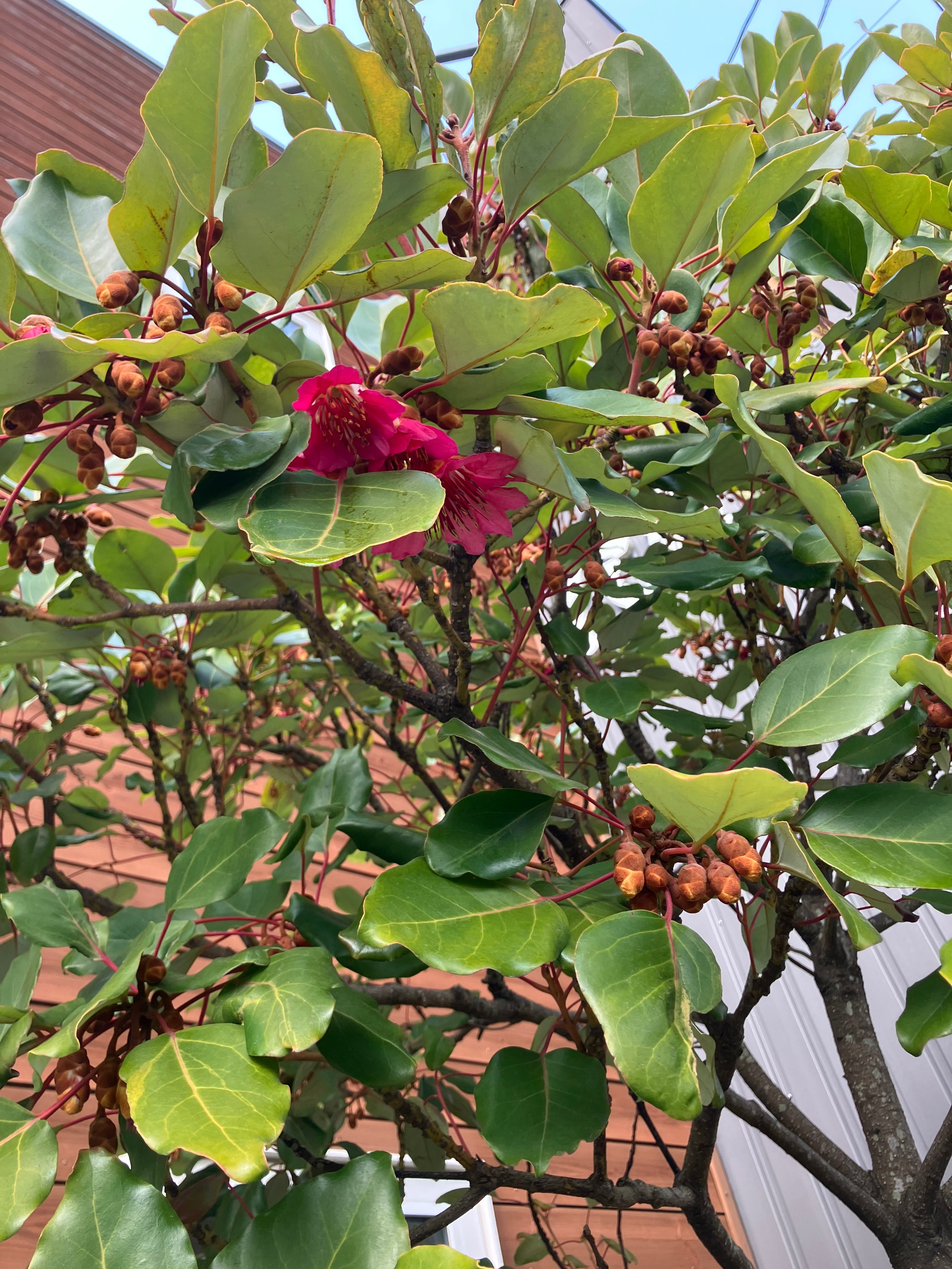 店先のシンボルツリー　ロドレイヤ　シャクナゲモドキ